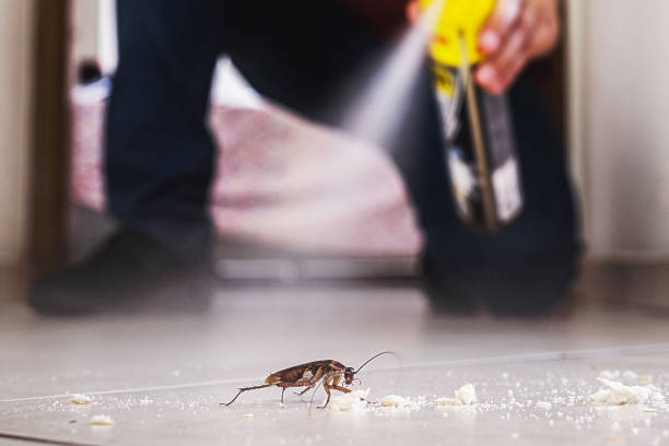 Best Residential Pest Control  in Bouse, AZ